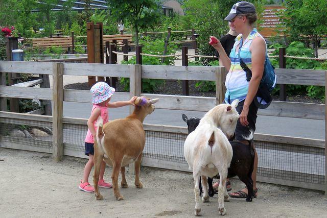 Brushing Goats