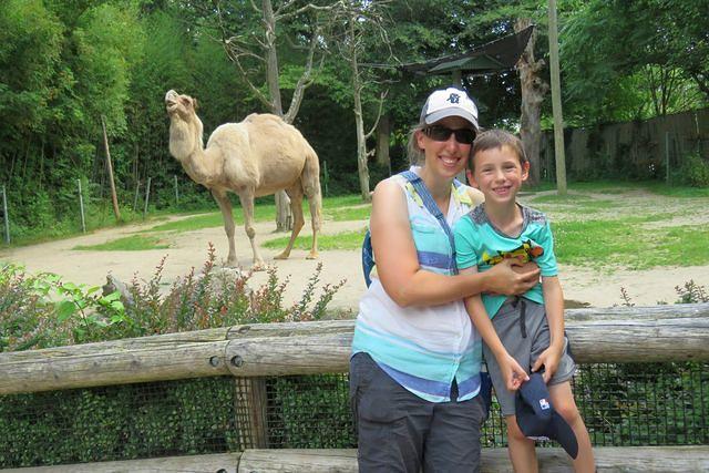Dromedary Camel Posing