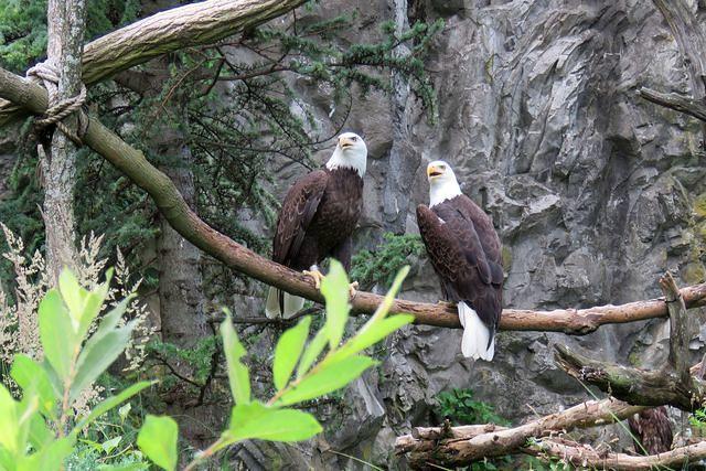 Bald Eagles