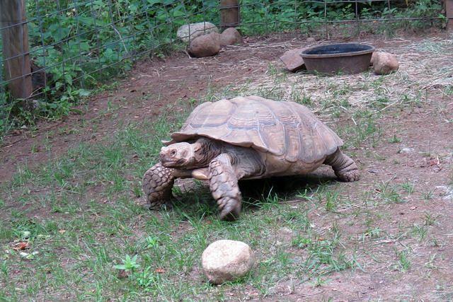 African Spurred Tortoise Doing His Laps
