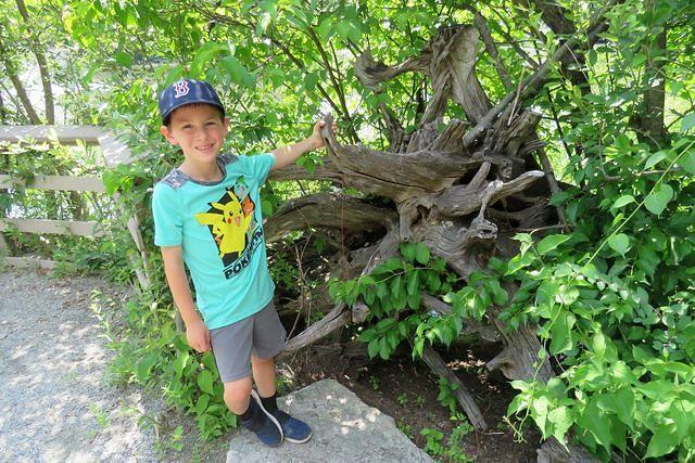 Thomas and Crazy Tree Roots
