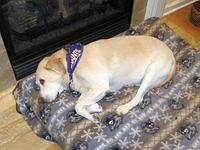 Dusty Recovering From All the Turkey Slipped to Her.......