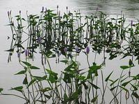 Little Cliff Pond Hike 3