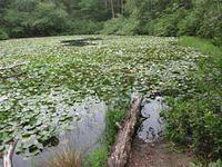 Little Cliff Pond Hike 5