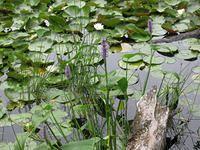 Little Cliff Pond Hike 6