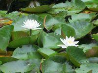 Little Cliff Pond Hike 8