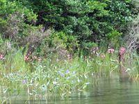 Little Cliff Pond Hike 9