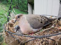 Mourning Dove Nest at Brian's 2