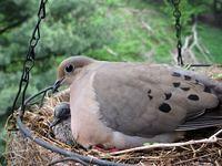 Mourning Dove Nest at Brian's 1