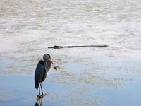 Great Blue Heron and Friend