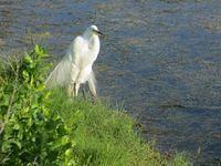 Snowy Egret