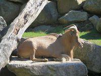Chilling Aoudad