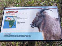 First up: Aoudad aka Barbary Sheep
