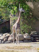 Giraffe!