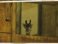 Baby giraffe playing peek-a-boo