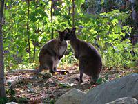 Wallaby checking us out