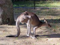 Using his tail to propel himself