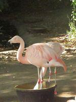 Hanging out in the water bucket
