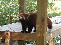 Red Panda saying hello to Thomas