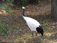 Endangered Red Crowned Crane