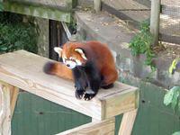 Adorable Red Panda
