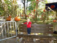 Thomas by the Jack-O-Lantern Spectacular