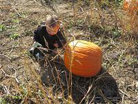 This pumpkin looks like a possibility