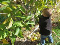 Time to pick some Mutsu Apples for Grandma