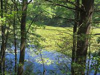 Pond full of water lilies