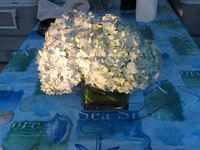 Our Cape centerpiece, two weeks after Darren and Jenna's wedding