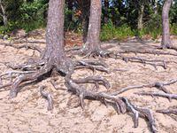 Tree roots