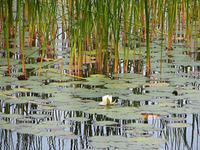 Water lily