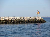 Lots of birds on the breakwater
