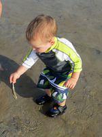 Checking out a razor clam