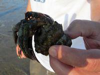 Huge hermit crab!