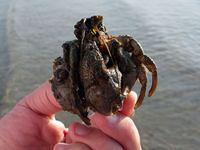 Biggest hermit crab this year