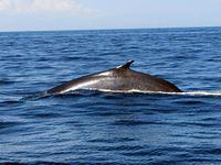 Fin-back whale