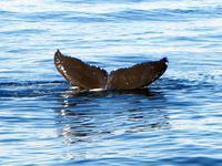 Whale Tail!