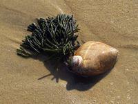 Seen at South Cape Beach State Park