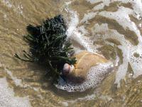 South Cape Beach State Park