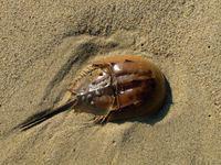 Horseshoe Crab at South Cape Beach State Park