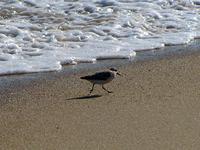 Sandpiper at South Cape Beach State Park