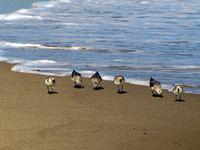 Sandpipers at South Cape Beach State Park