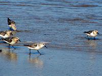 Sandpipers at South Cape Beach State Park