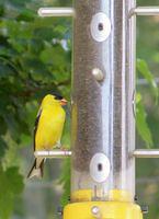 Yellow Finch 2