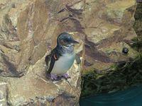 Love the Blue Penguins