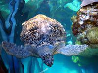 Awesome sea turtle