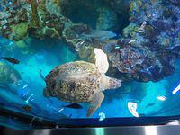 Critters gathering at the top - they know food is coming