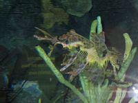 Not a great shot but I love these sea horses