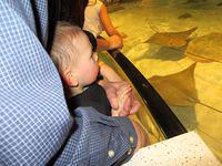 Not impressed with the touch tank